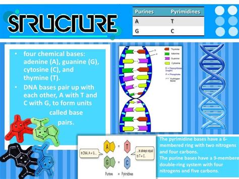 Dna structure and function