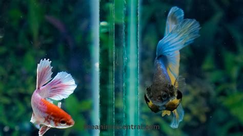 Male Or Female Betta How To Tell Your Ultimate Guide