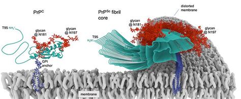 Lethal Prions New Atomic Level Images Of Abnormal Protein Structures