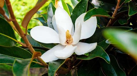 15 Varieties of Magnolia Trees With White Flowers