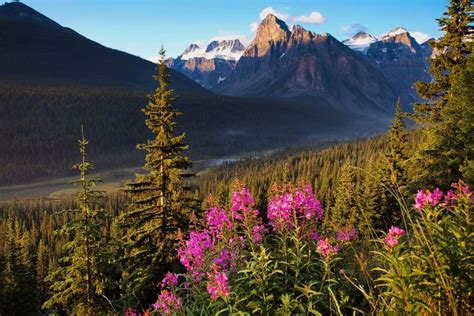 Jasper Icefields Parkway Self Guided Driving Audio Tour Getyourguide