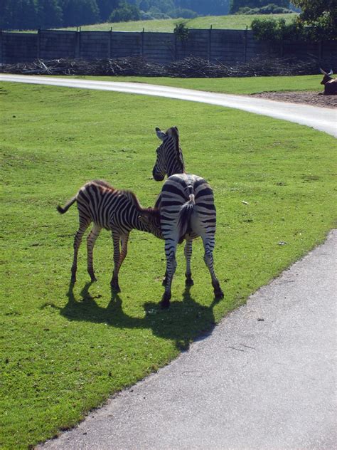 Breastfeeding zebra | Copyright-free photo (by M. Vorel) | LibreShot