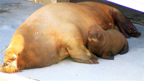 Quebec Walrus Pups Drawing International Attention From Scientists