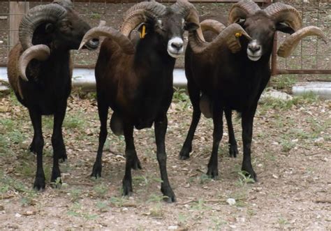 Exotic Trophy Sheep Bar H Herndon Ranch