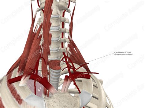 Costocervical Trunk Complete Anatomy