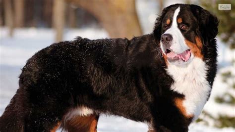 10 Rugged Mountain Dog Breeds That Love Adventures