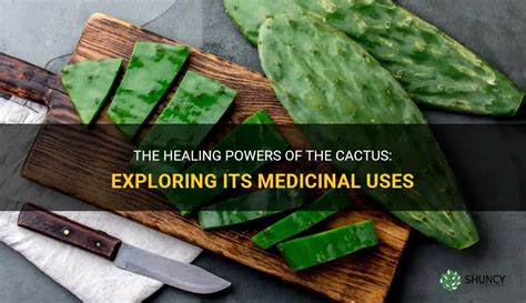 The Healing Powers Of The Cactus: Exploring Its Medicinal Uses | ShunCy