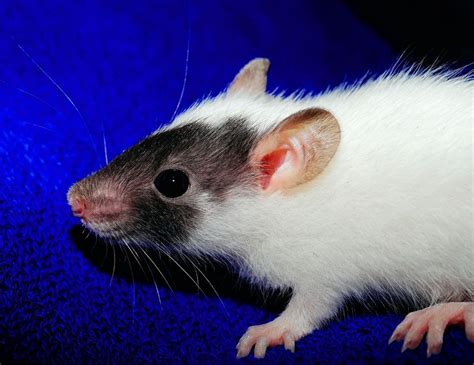 Grey And White Rat Free Image Download