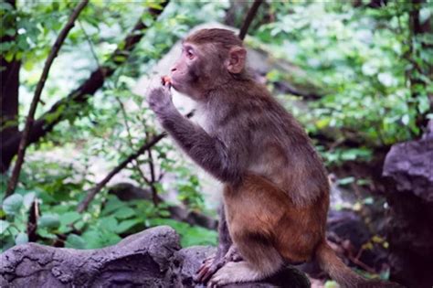 快看云台山 1000多只猴子来巡山啦河南频道凤凰网