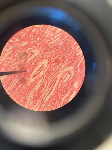 Anatomy Lab Epithelial Tissue Flashcards Quizlet