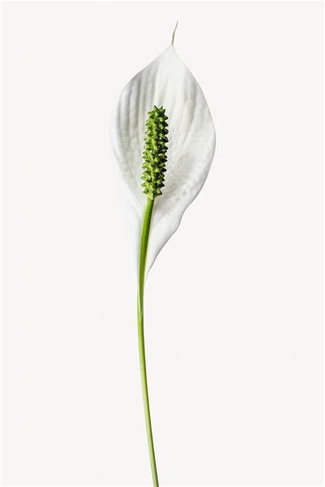 Peace lily flower isolated | Free Photo - rawpixel