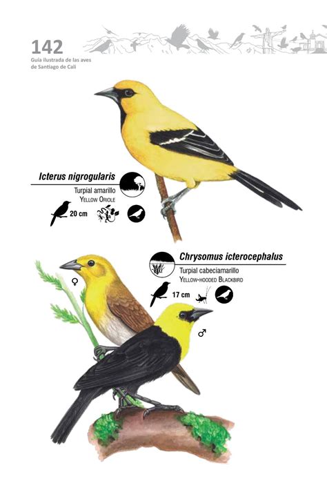 Gu A Ilustrada De Las Aves De Santiago De Cali By Naturaleza Creativa