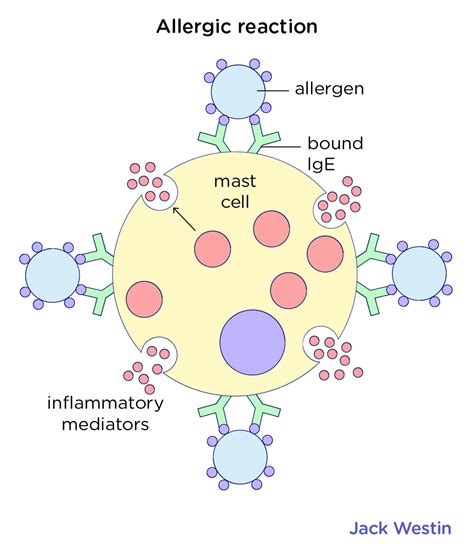 Recognition Of Self Vs Non Self Autoimmune Diseases Immune System Mcat Content