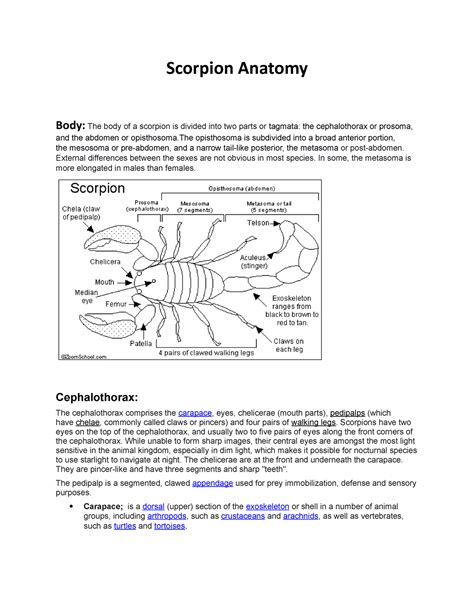 Scorpion Anatomy 1 Good Scorpion Anatomy Body The Body Of A