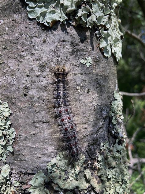 Monitor Your Trees For Spongy Moth-Related Decline And Mortality
