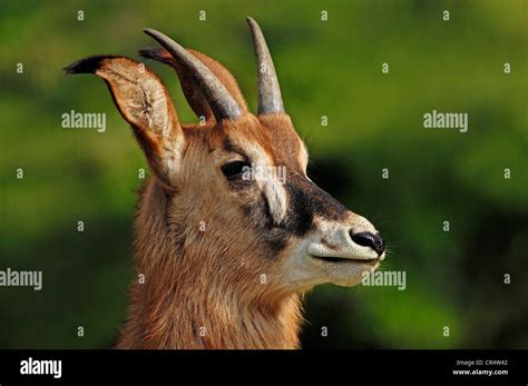 Roan Antelope Hippotragus Equinus Juvenile Portrait Native To