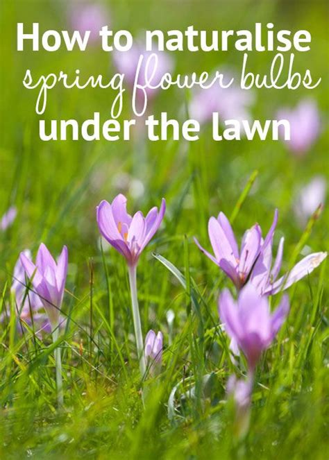 Naturalize Spring Bulbs Under Your Garden Lawn