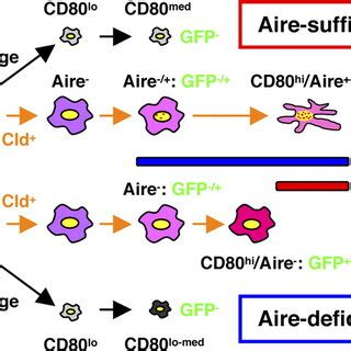 Expression Of The Aire And GAD67 Genes By Nonproliferating MTECs A