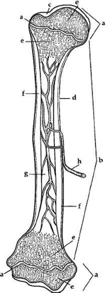 Long Bone Labeling Worksheet Answers - unlabed skull inferior view ...