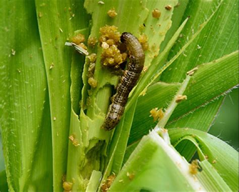 Cálculo Automático Del Ciclo De Biológico De Los Insectos Para El