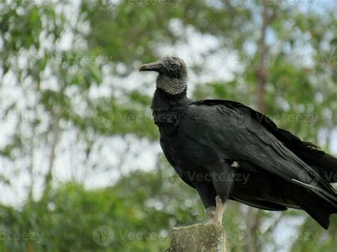 Urubu Preto Nome Cientifico Coragyps Atratus Black Vulture