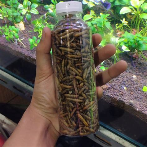 Jual Maggot Bsf Maggot Oven Kering Pakan Ikan Hias Pakan Ikan Predator