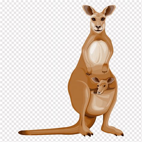 Cartoon Kangaroo Pictures - img-Abetzi