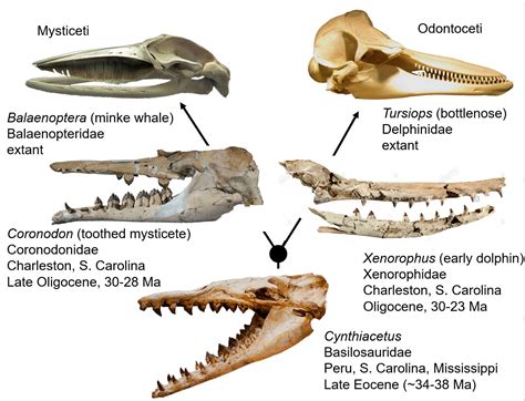 coastal paleontologist