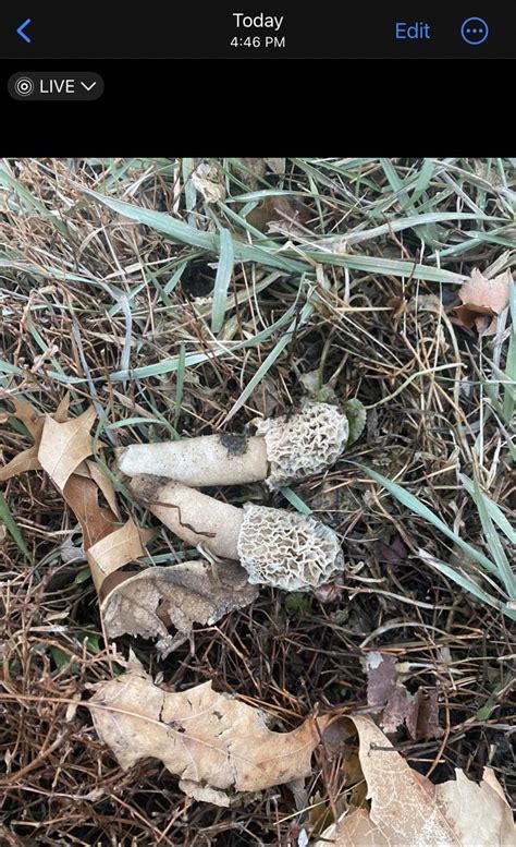 Real or False Morel? : r/Mushrooms