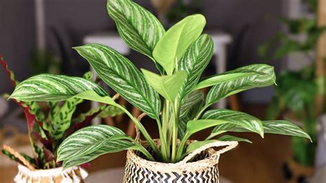 How To Grow Aglaonema Or Chinese Evergreen Plants | Gardening Know How