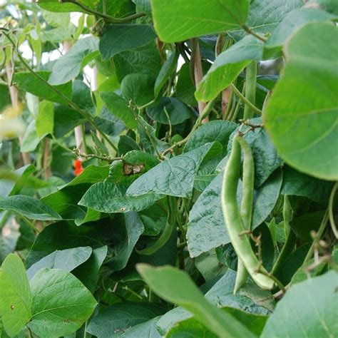 How To Grow Runner Beans For A Rich Harvest