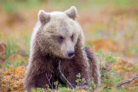 Urso Pardo Europeu Ursus Arctos Arctos Portugal Selvagem