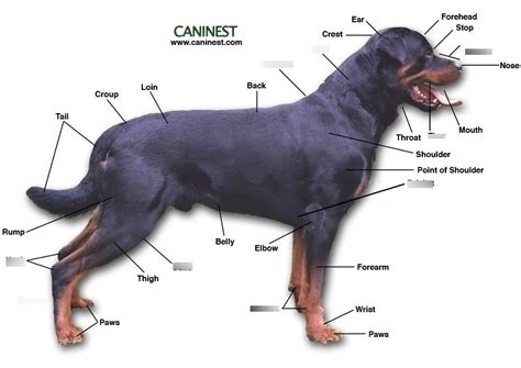 Dog anatomy Diagram | Quizlet