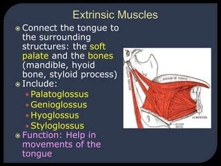 14-ORAL CAVITY.ppt