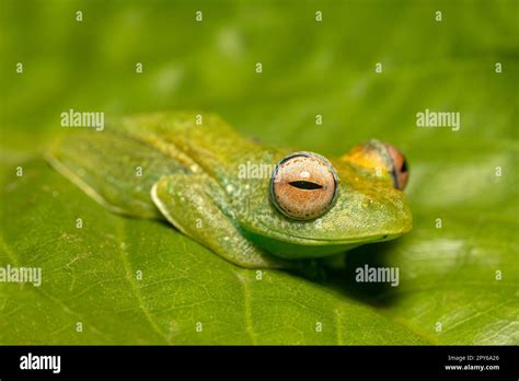 Boophis Elenae Especie End Mica De Rana En La Familia Mantellidae