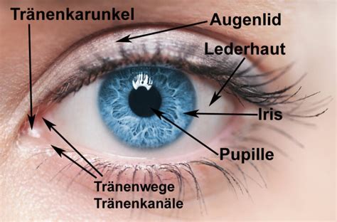 Hilfs Und Schutzorgane Der Augen Augenarzt