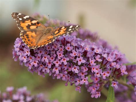 The Butterfly Bush - A Favorite Nectar Source for Butterflies - Article ...