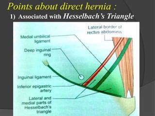 inguinal crease anatomy