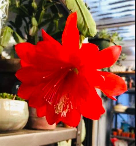 Red Orchid Cactus Epiphyllum Leaf Disocactus Ackermannii Cutting Or