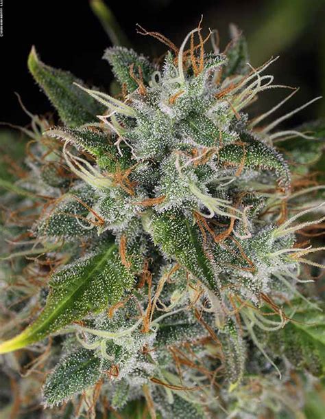 Double Dream Feminized Seeds | The Seed Fair