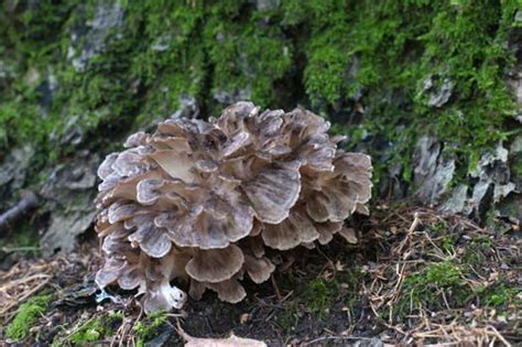 All About the Delicious Hen of the Woods Mushrooms (Maitake), How to ...