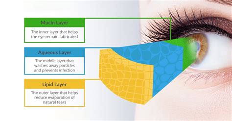 Unlocking The Science Behind Dry Eyes Understanding Tears And The Tear Film — Eye Academy