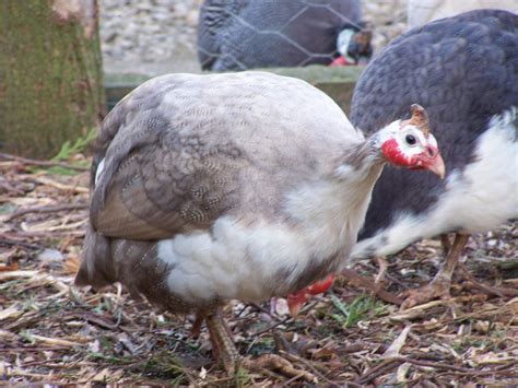 Sexing Guinea Fowl