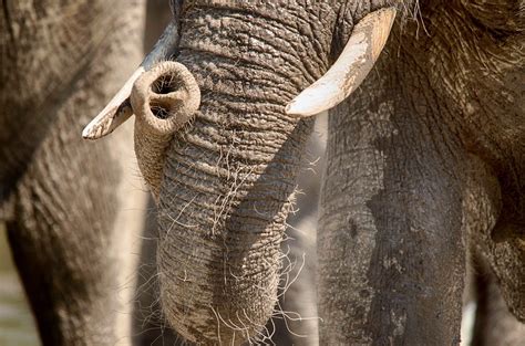 Elephant Trunk An Elephants Trunk Never Ceases To Amaze Me Flickr