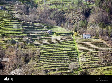 Terraced hillside in Lunigiana, Northern Tuscany, Italy Stock Photo - Alamy