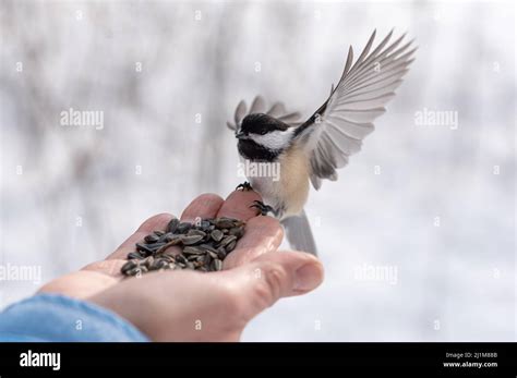 Close up of chickadee bird with outstretched wings landing on hand ...