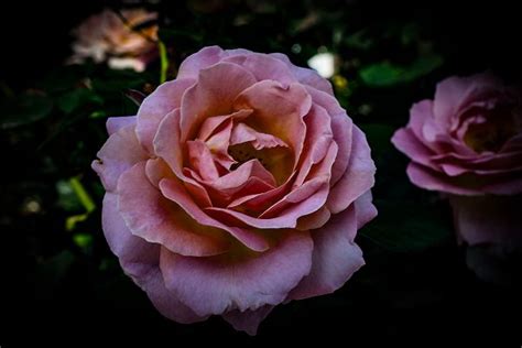 Free Images Blossom Flower Petal Bloom Pink Flora Floribunda