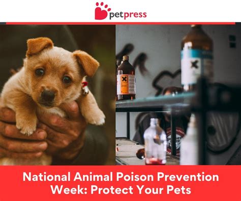 National Animal Poison Prevention Week: Protect Your Pets - PetPress