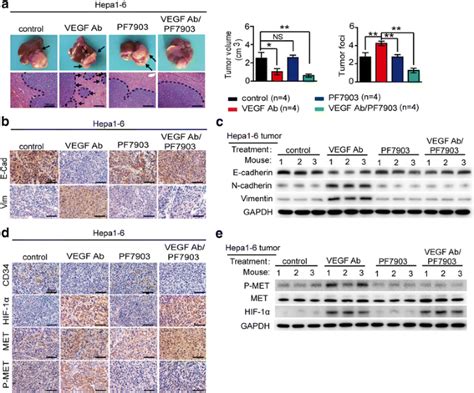 The Dual Blockade Of Met And Vegfr Signaling Demonstrates Pronounced