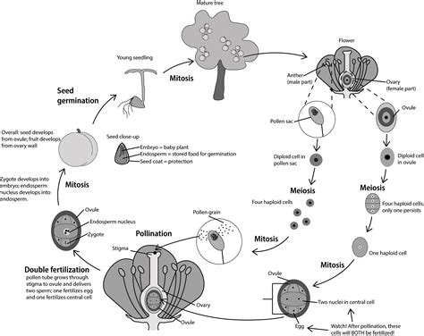 Life Cycle Of Angiosperms Diagram